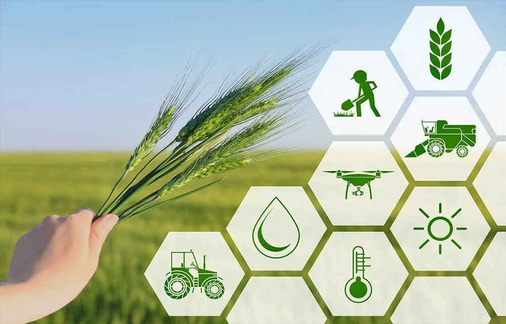 From Seed to Sustainability - Enhancing Crop Resilience & Farmer Livelihoods using Blockchain Tech.