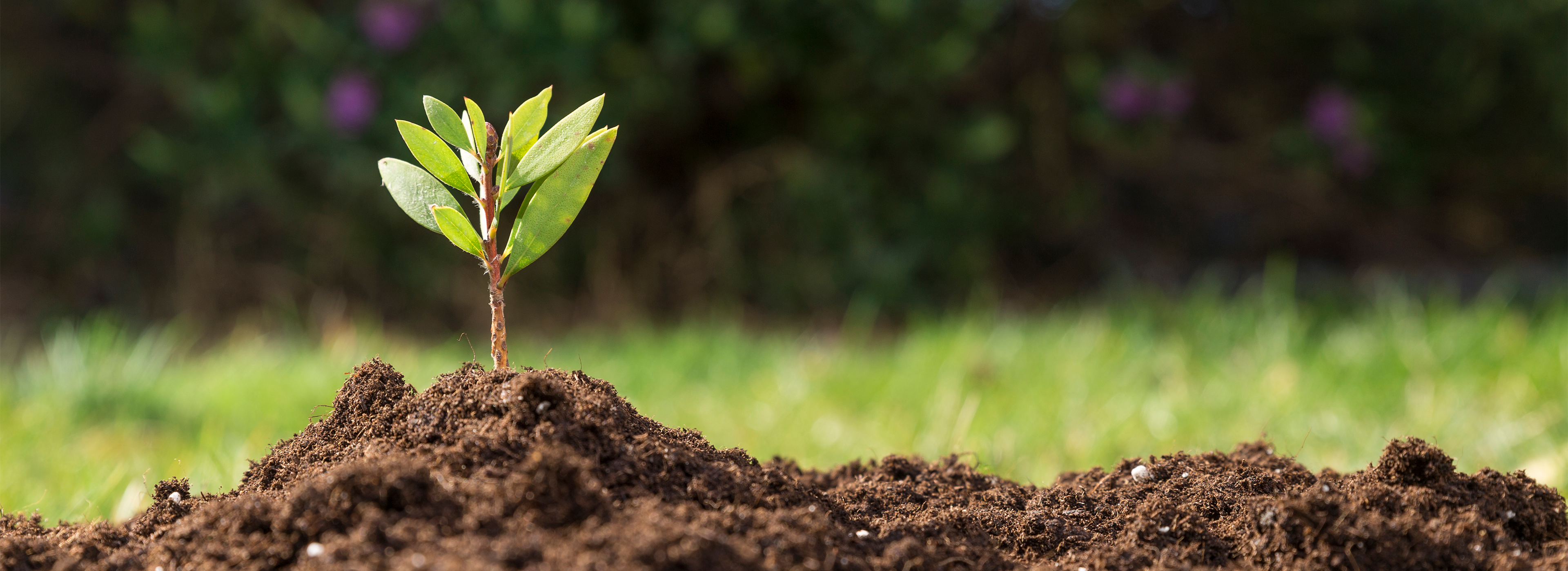 Premium Biochar