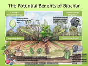 Premium Engineered Biochar (Powder)