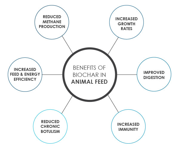 Benefits-of-Biochar-in-Animal-Feed-2432098006.jpg