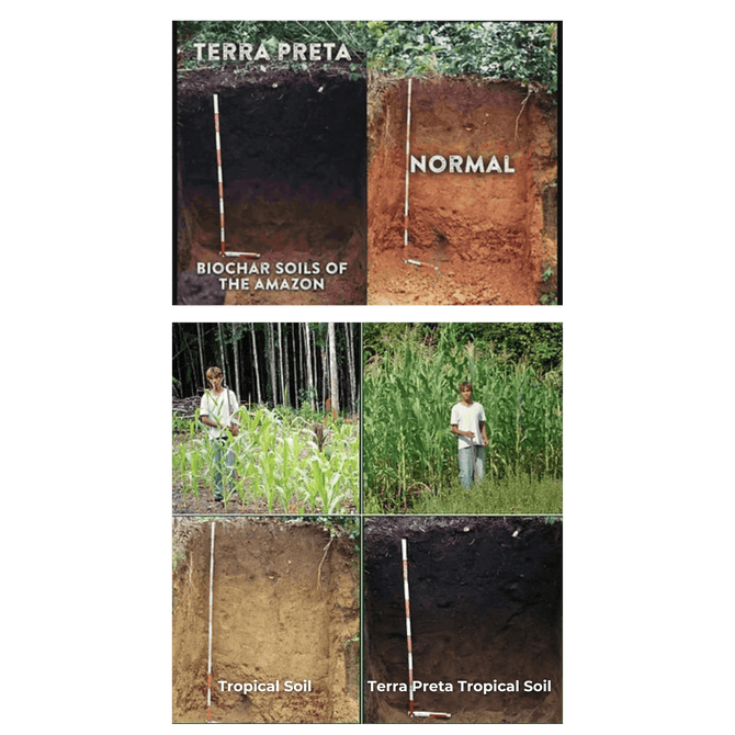 What is Biochar? A Solution For Fast Growing Trees