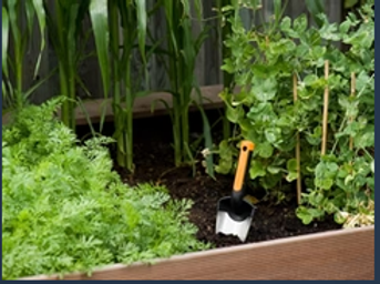 Starts, Seedlings &amp; Plugs